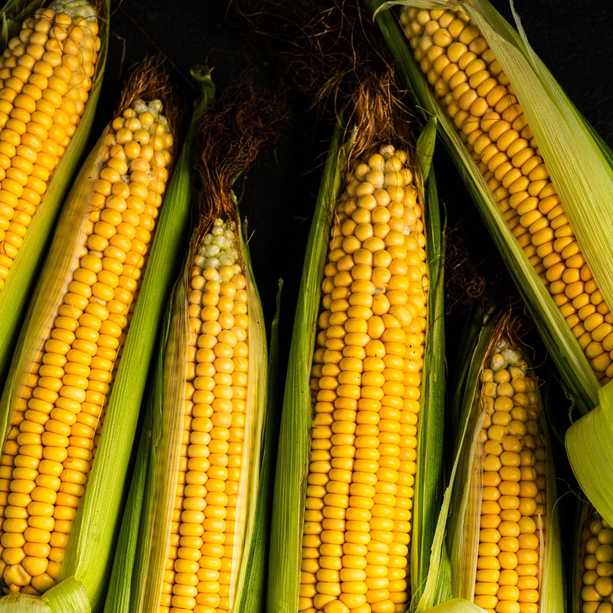 Fresh yellow corn with green husks, artfully arranged to highlight quality - perfect for showcasing the precision of Fissler cookware.
