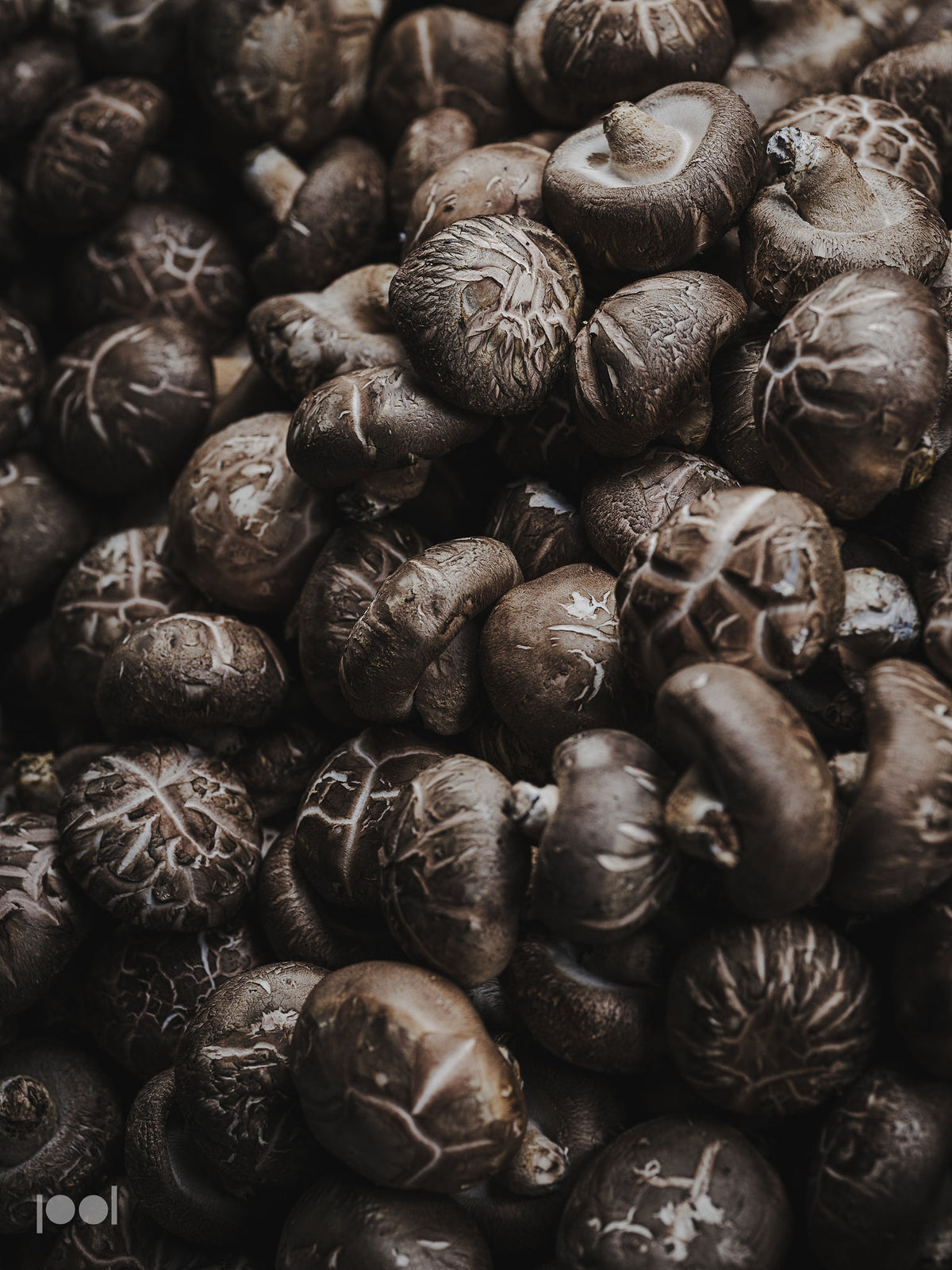 A close-up view of a generous pile of fresh brown shiitake mushrooms with richly textured caps and visible gills, filling the entire frame—capturing perfect ingredients ready for preparation in precision-engineered Fissler cookware renowned for quality and timeless design.